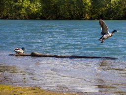 Salzachenten - Abflug